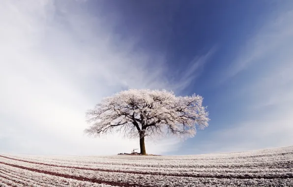 Picture frost, field, the sky, clouds, tree