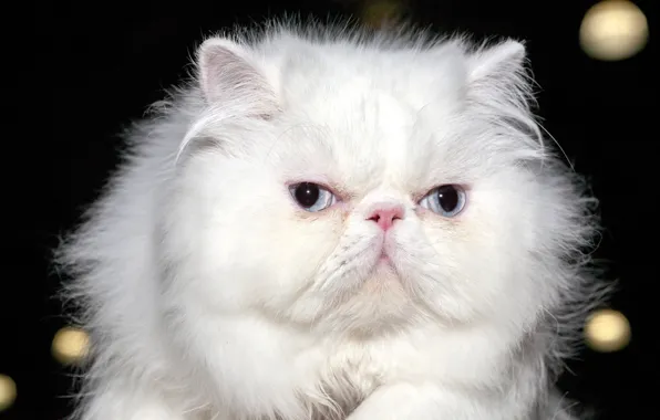 Picture cat, eyes, look, background, blur, white, fluffy, Persian