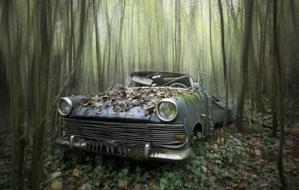 Picture machine, forest, scrap