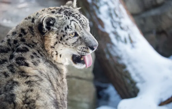 Picture winter, language, face, snow, predator, IRBIS, snow leopard, wild cat