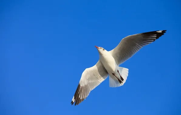 Picture the sky, flight, bird, Seagull