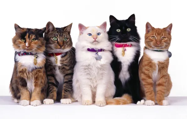 Picture white, eyes, cat, mustache, together, black, cats, red, striped, five, spotted, sitting, collars