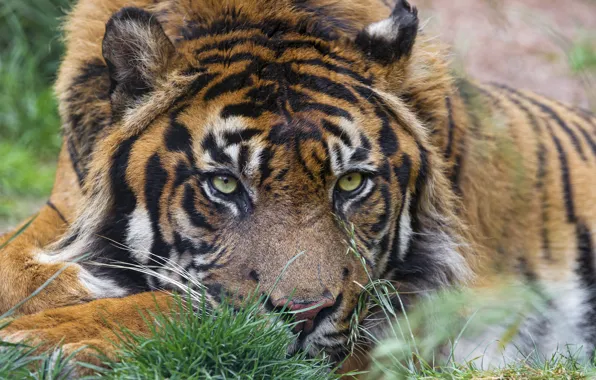 Picture cat, look, face, tiger, ©Tambako The Jaguar, Sumatran