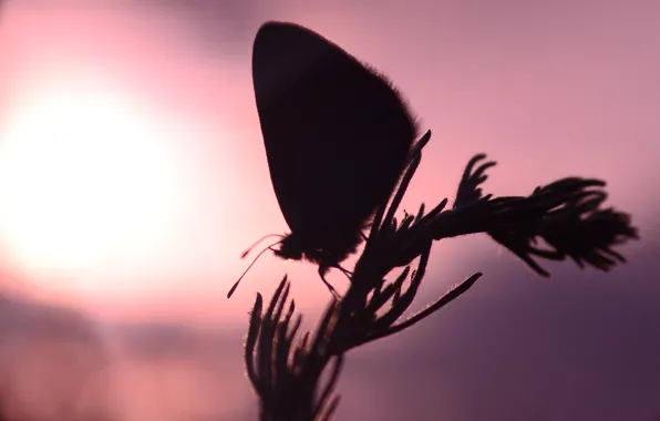 Picture the sun, sunset, butterfly