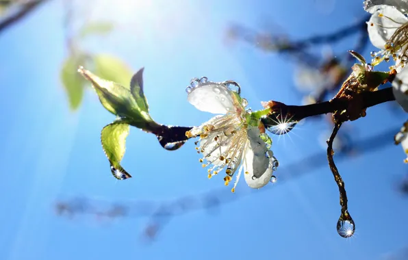 Picture flower, the sky, drops, tree, branch, spring
