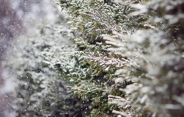 Picture winter, snow, trees, branches, nature, tree, spruce, blur, tree