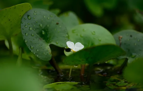 Picture flower, water, droplets, Banana plant, Banana plant