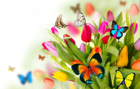 Picture butterfly, flowers, spring, colorful, tulips, fresh, flowers, beautiful, tulips, spring, butterflies