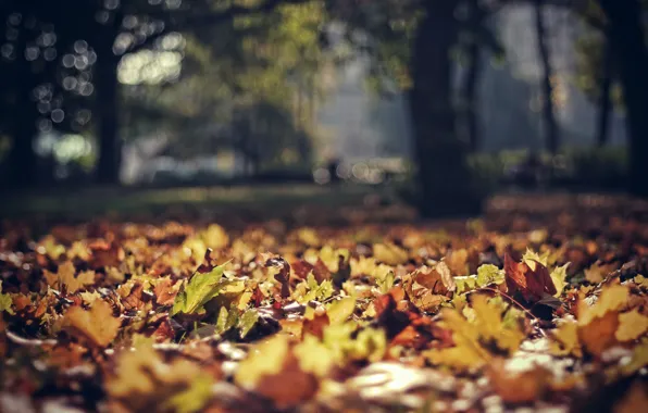 Picture autumn, leaves, Park, foliage, focus, Poland, bokeh, poland