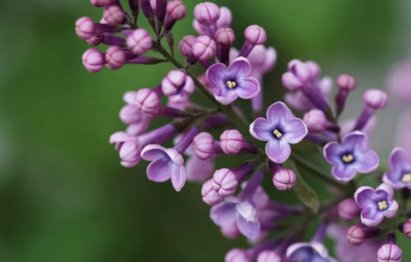 Picture macro, lilac, inflorescence