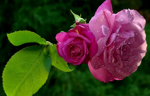 Picture leaves, drops, Rosa, roses, petals