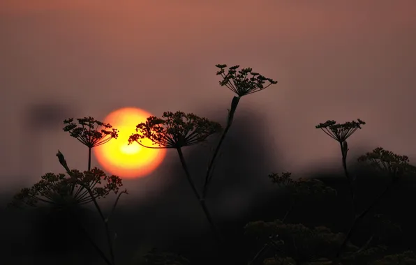 Picture the sky, the sun, sunset, plant, silhouette
