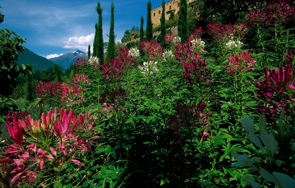 Picture trees, flowers, mountains, castle, garden, Italy, the bushes, Merano, Trauttmansdorff Castle Gardens, kleoma