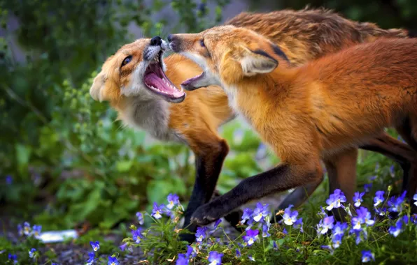 Picture grass, flowers, the game, two, blue, Fox, red