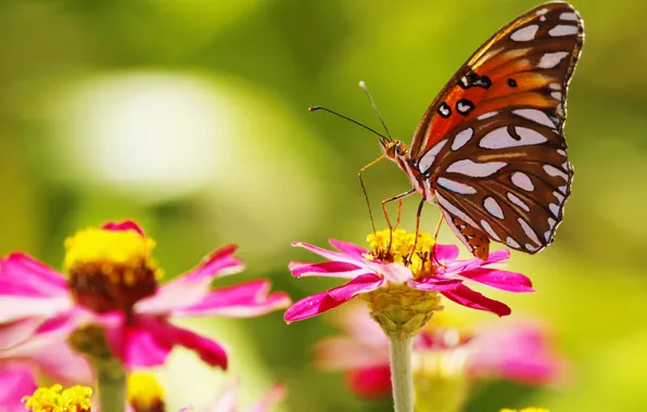 Picture flowers, butterfly, wings, petals, insect, moth