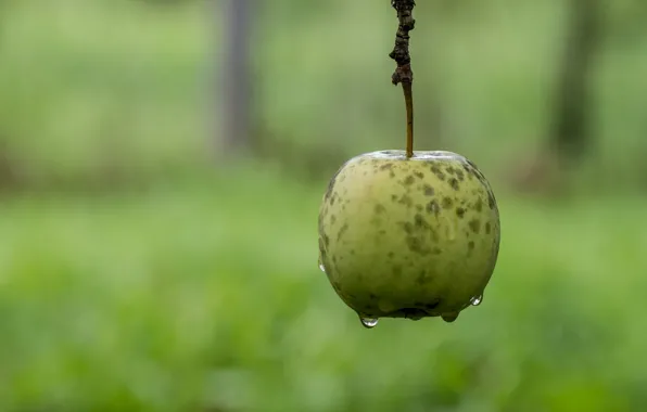 Picture drops, background, Apple, branch