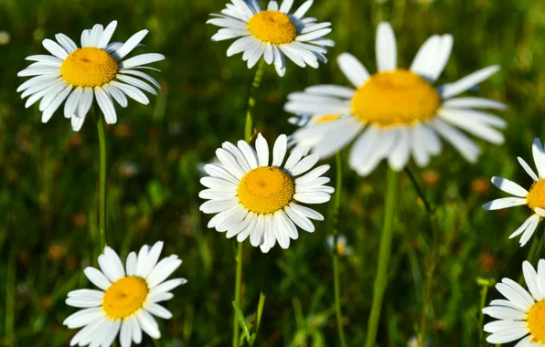 Picture field, flowers, glade, chamomile, spring, beautiful, flowering, aroma