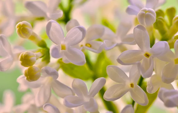 Picture macro, flowers, lilac, white lilac