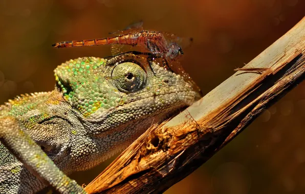 Picture macro, branch, dragonfly, lizard, insect, chameleon