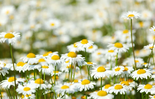 Picture flowers, glade, chamomile, meadow, bright, Sunny, field