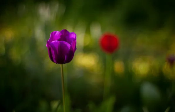 Picture flower, purple, macro, blur, Tulip