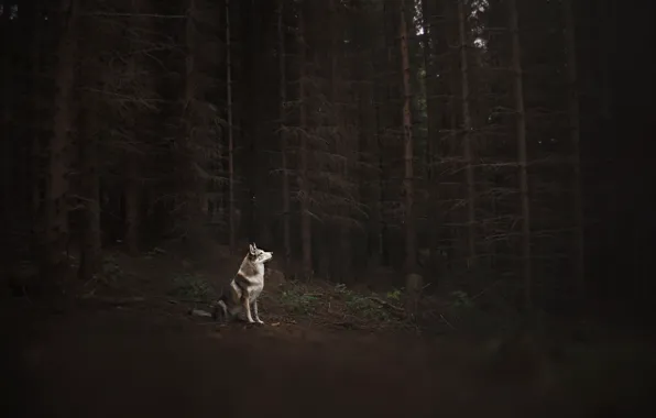 Picture forest, each, dog