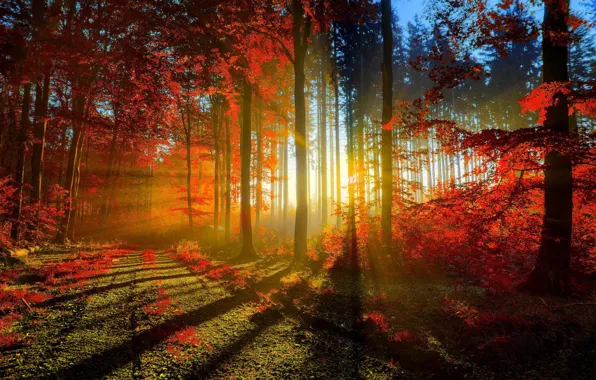 Picture ROAD, FOREST, The SUN, LEAVES, SUNSET, LIGHT, TREES, RAYS, DAWN, AUTUMN