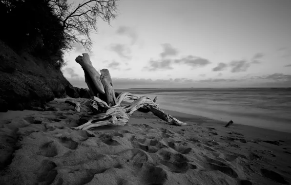 Picture sea, beach, water, tree, white, shore, the evening, black, snag