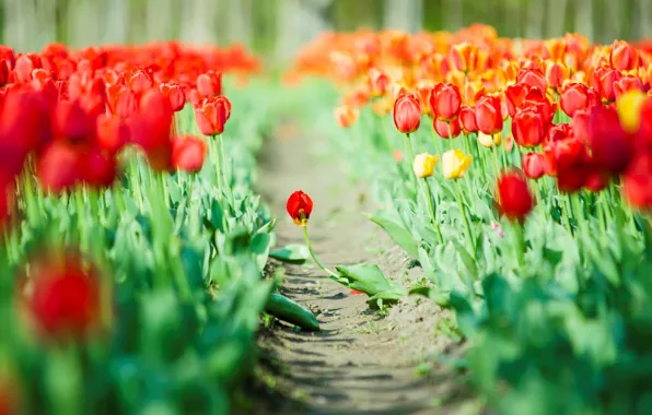 Picture leaves, flowers, red, green, background, Wallpaper, tulips, wallpaper, widescreen, flowers, background, full screen, HD wallpapers, …
