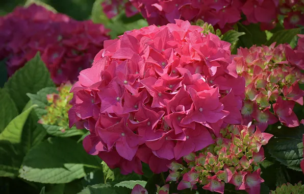 Picture pink, Bush, flowers, hydrangea, bright