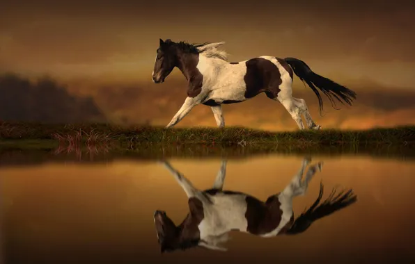 Picture reflection, horse, running, Horse