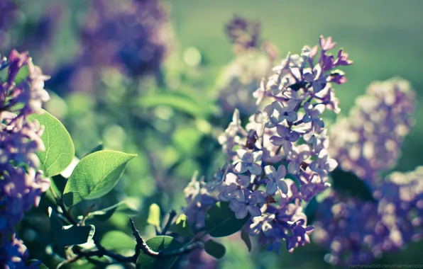 Picture light, nature, spring, flowering, lilac, bokeh, for Lita