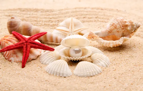 Picture sand, sea, beach, shore, shell, summer, beach, sea, blue, sand, shore, paradise, starfish, seashells