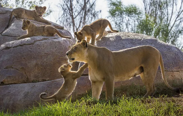 Picture stones, kittens, lions, the cubs, lioness, motherhood, cubs