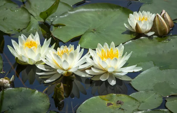 Picture leaves, water lilies, Nymphaeum, water Lily