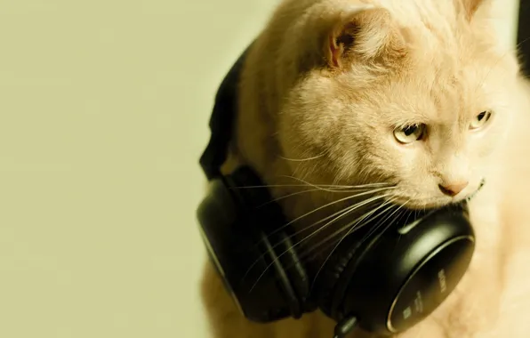 Picture cat, macro, headphones