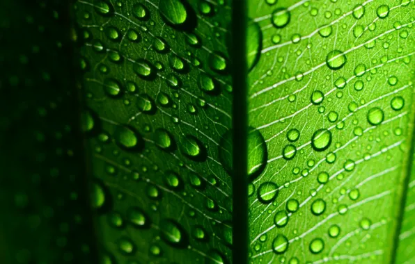 Picture leaves, water, drops, macro, green, Rosa, background, green, widescreen, Wallpaper, drop, leaf, wallpaper, leaf, widescreen, …