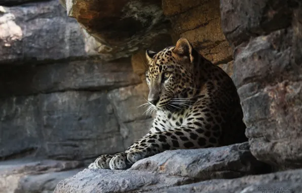 Picture cat, rocks, stay, predator, leopard