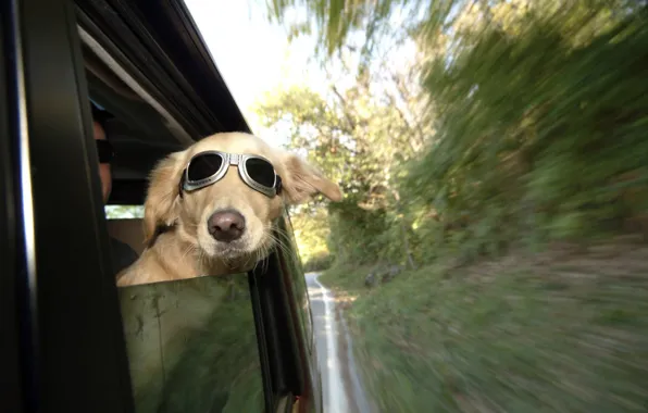 Picture dog, train, railway, funny, wind, human, ears, spectacles