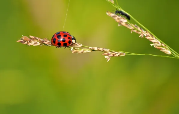 Picture plant, ladybug, web, insect