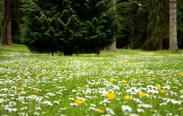 Picture field, forest, flowers, glade, tree, chamomile, woods, fir