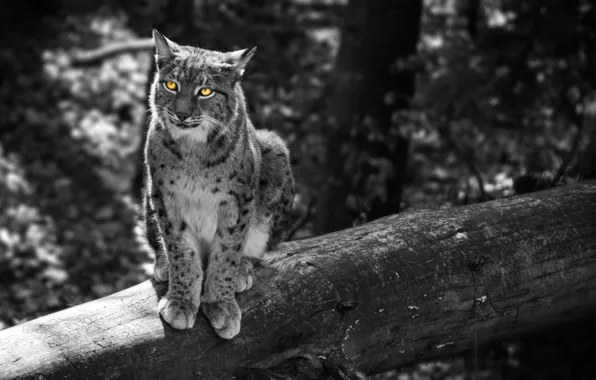 Picture forest, cat, trees, grey, animal, ears, yellow eyes, Lynx, The Lynx, the cat family