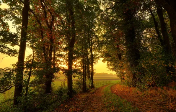 Picture road, field, autumn, forest, trees, nature