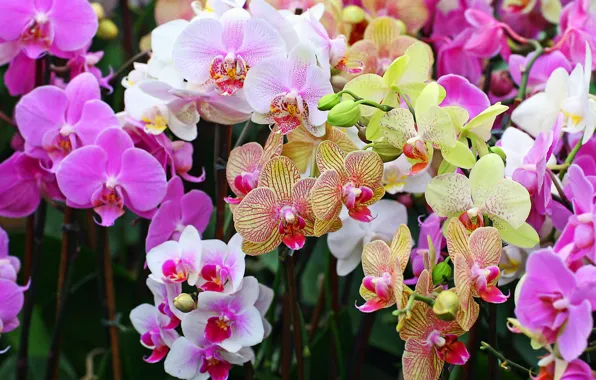 Picture flower, flowers, nature, bouquet, orchids, Orchid, Phalaenopsis