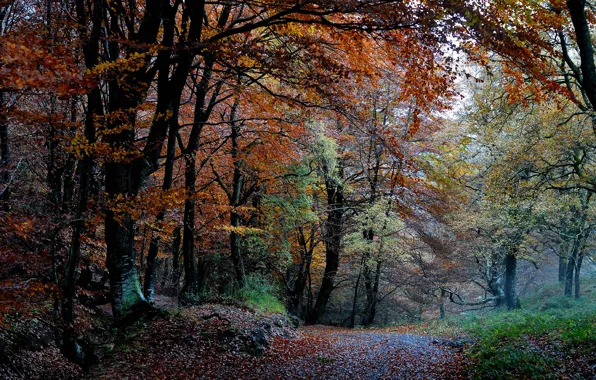 Picture autumn, forest, trees, nature, paint, foliage