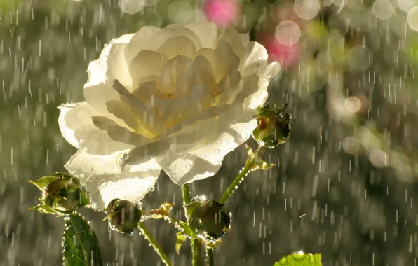 Picture flower, drops, glare, rain, rose, petals, buds, tea