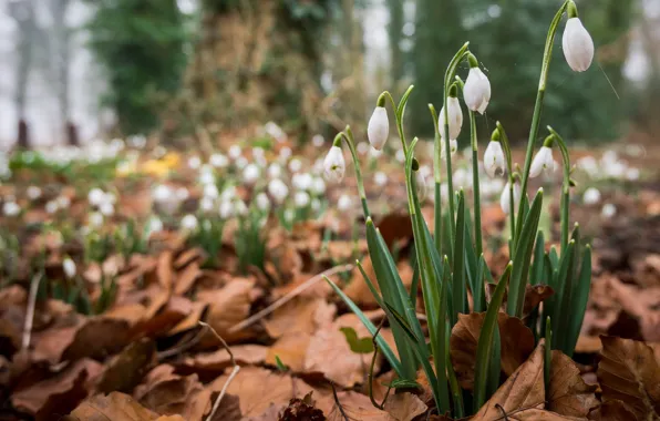 Picture forest, leaves, flowers, spring, snowdrops, dry