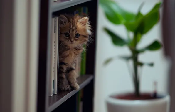 Picture cat, books, Daisy, © Ben Torode