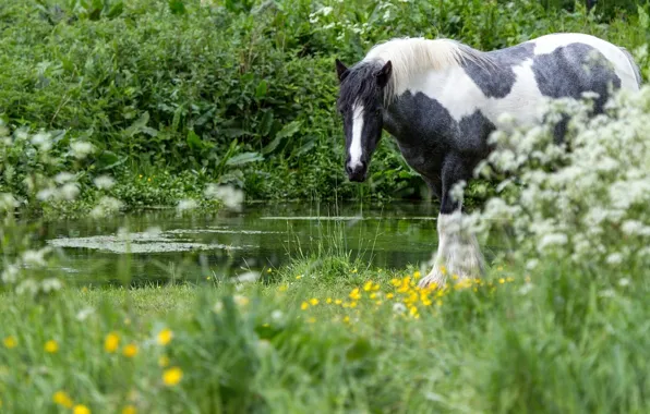 Picture grass, water, horse
