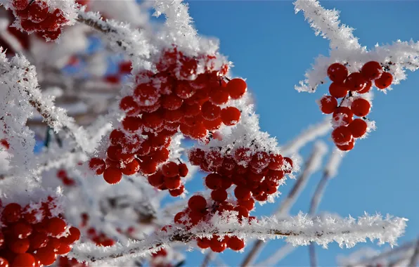 Picture frost, snow, branches, berries, Macro